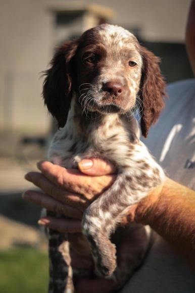 setters anglais acheter vendre