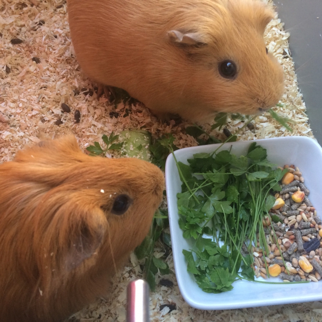 2 magnifique cochons d'inde acheter vendre