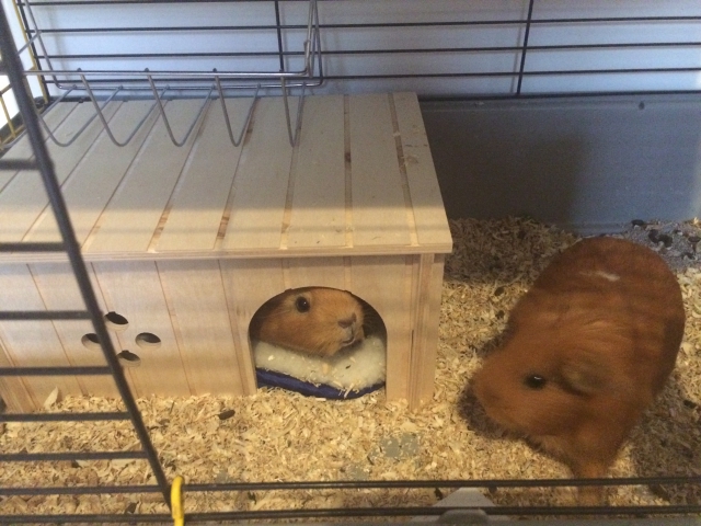 2 magnifique cochons d'inde acheter vendre