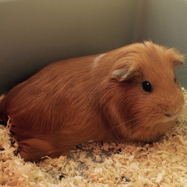 2 magnifique cochons d'inde acheter vendre