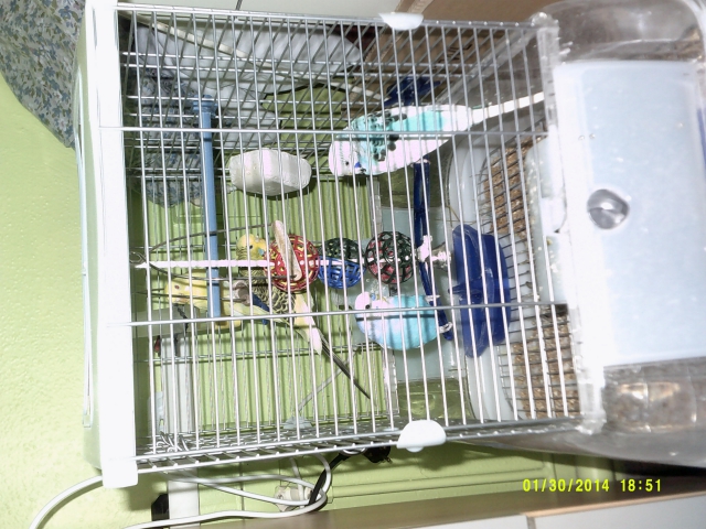 cage démontable acheter vendre