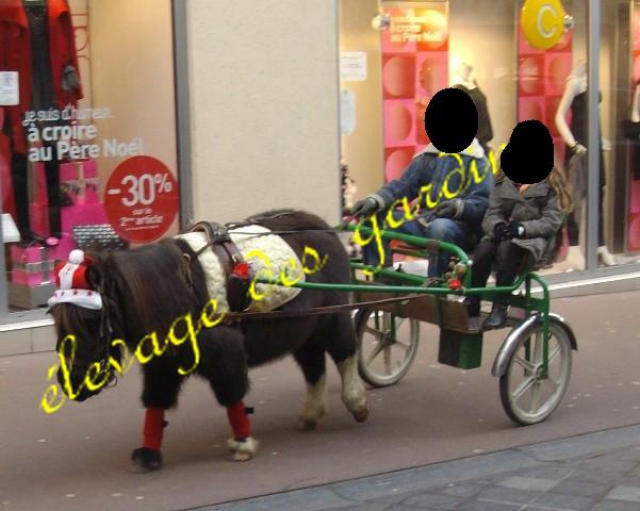 rusty type shet monté attelé  acheter vendre