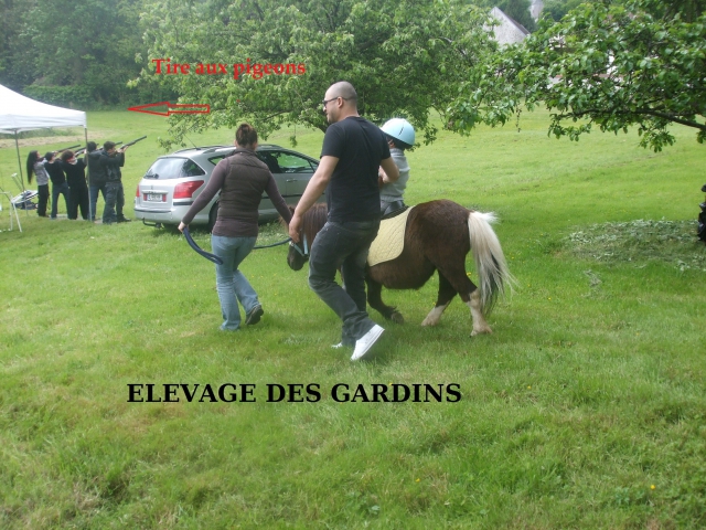 rusty type shet monté attelé  acheter vendre