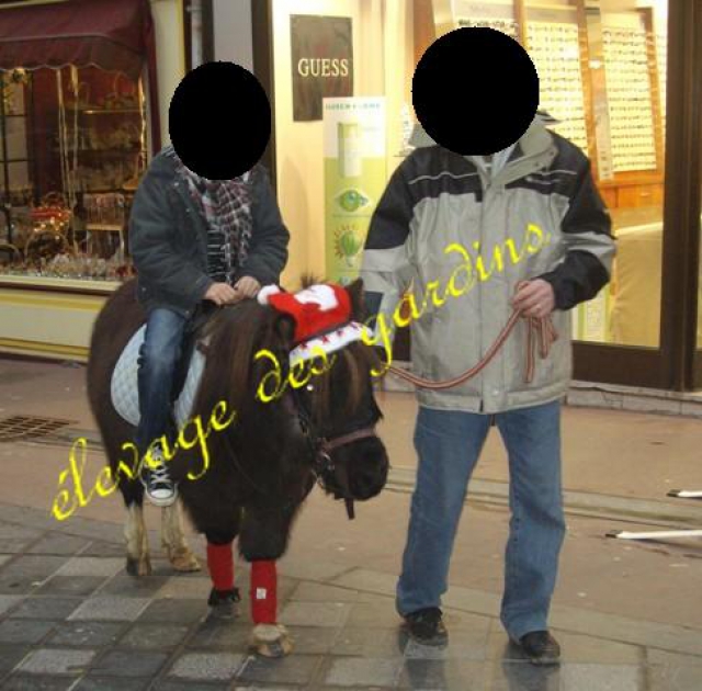 rusty type shet monté attelé  acheter vendre