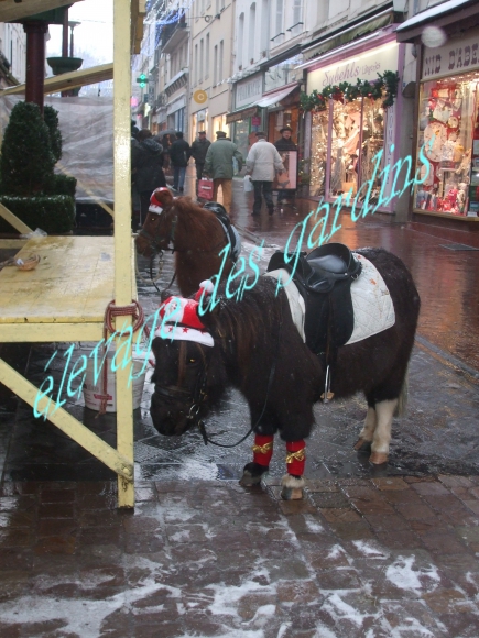 rusty type shet monté attelé  acheter vendre