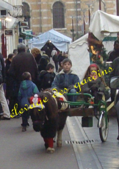 rusty type shet monté attelé  acheter vendre