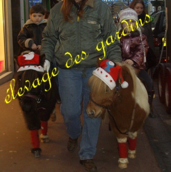 rusty type shet monté attelé  acheter vendre