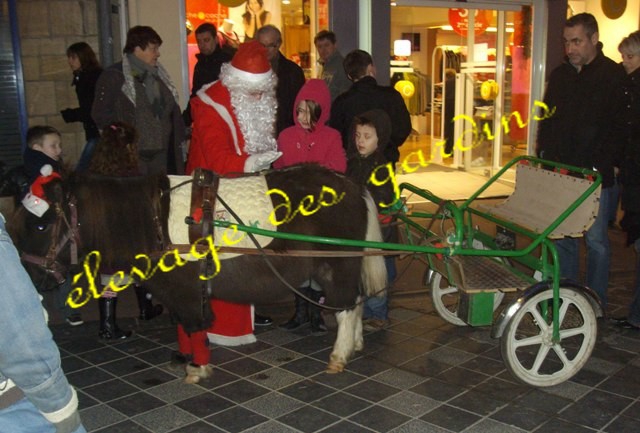 rusty type shet monté attelé  acheter vendre