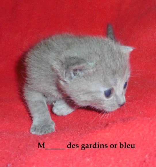 chatonnes chartreuse a réservé pour septembre  acheter vendre