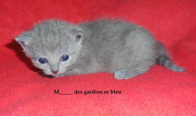 chatonnes chartreuse a réservé pour septembre  acheter vendre