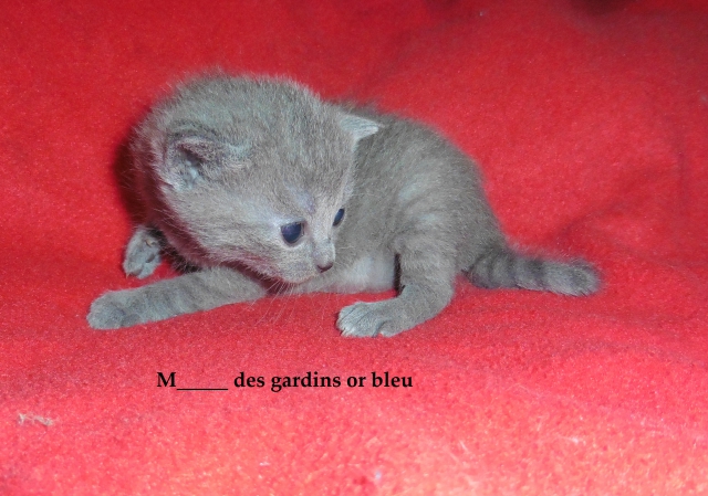 chatonnes chartreuse a réservé pour septembre  acheter vendre