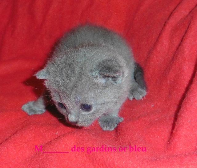 chatonnes chartreuse a réservé pour septembre  acheter vendre