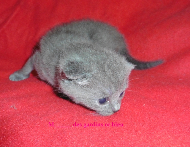 chatonnes chartreuse a réservé pour septembre  acheter vendre