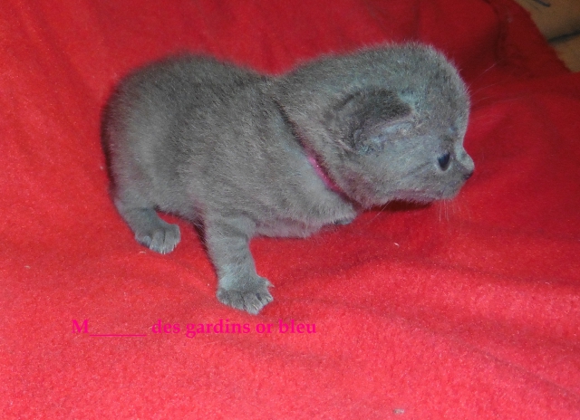 chatonnes chartreuse a réservé pour septembre  acheter vendre