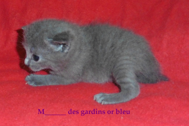 chatonnes chartreuse a réservé pour septembre  acheter vendre