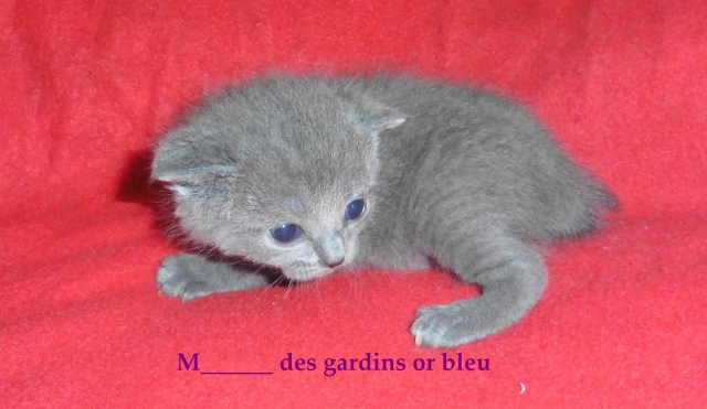 chatonnes chartreuse a réservé pour septembre  acheter vendre