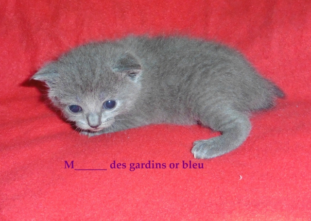 chatonnes chartreuse a réservé pour septembre  acheter vendre