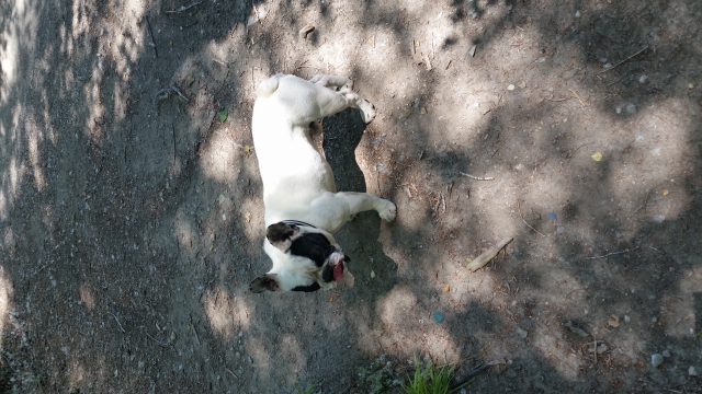 Saillie bouledogue français  acheter vendre