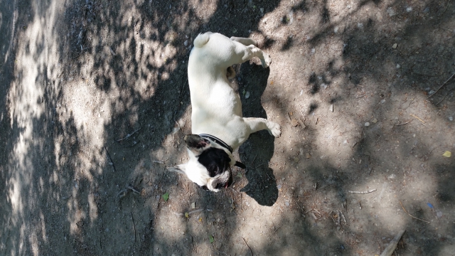 Saillie bouledogue français  acheter vendre