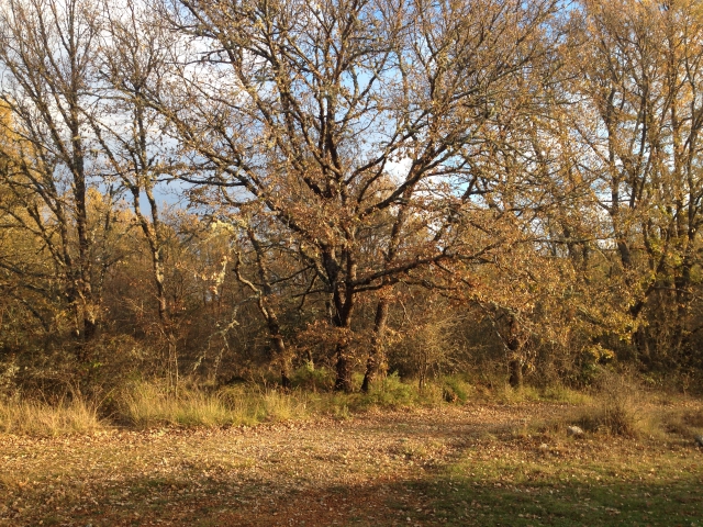 GRAND TERRAIN BOISE INCONSTRUCTIBLE acheter vendre