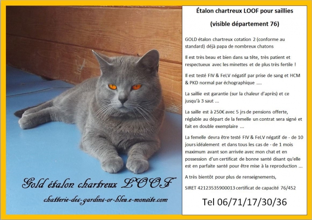 saillies chartreux LOOF cot 2  acheter vendre